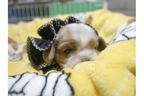 成約済の埼玉県のキャバリアキングチャールズスパニエル-52510の3枚目